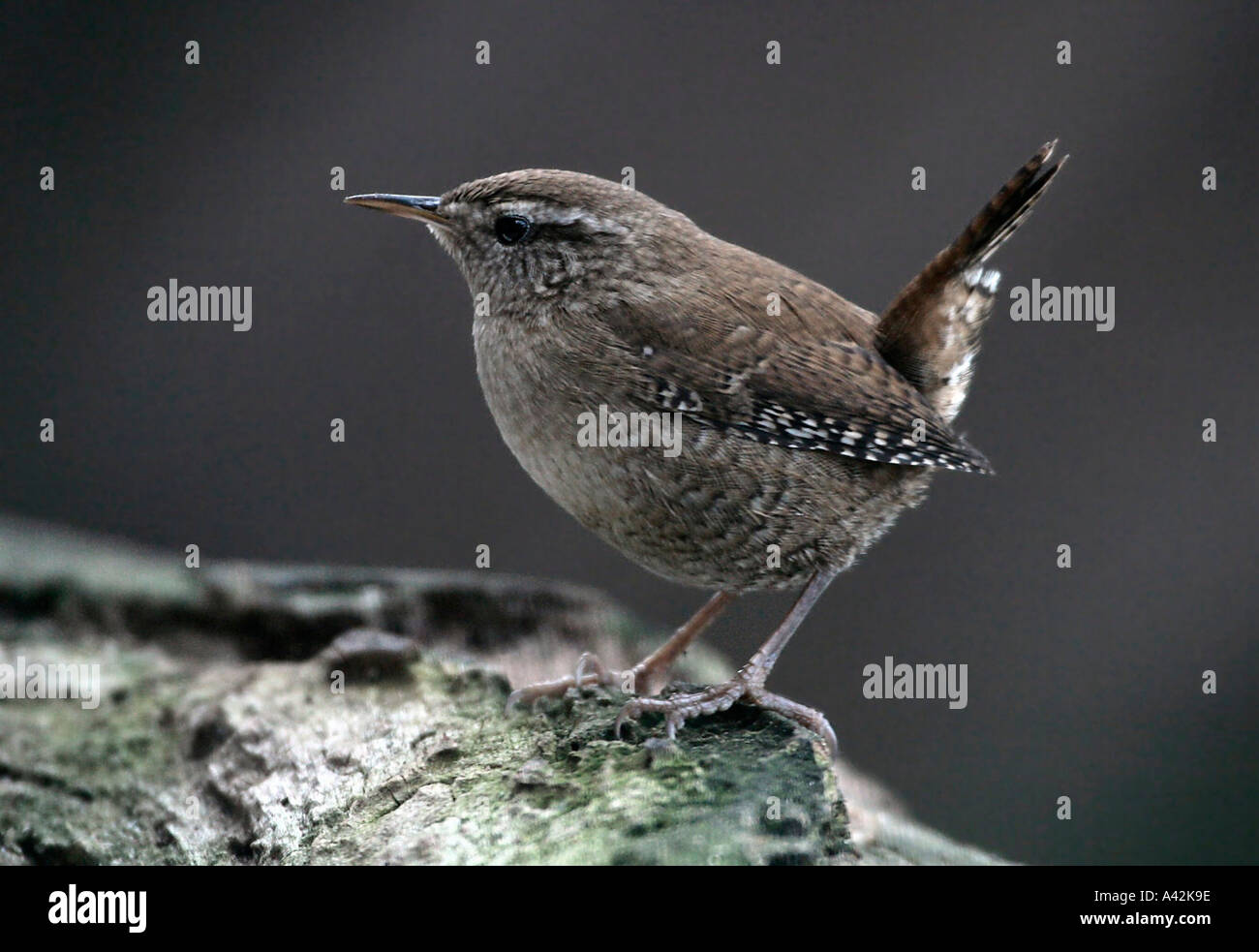 wren Stock Photo