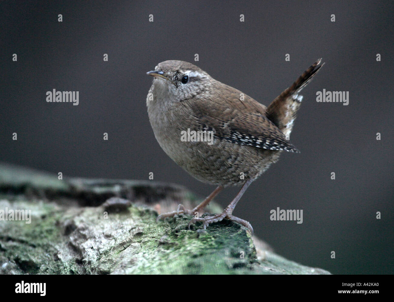 wren Stock Photo