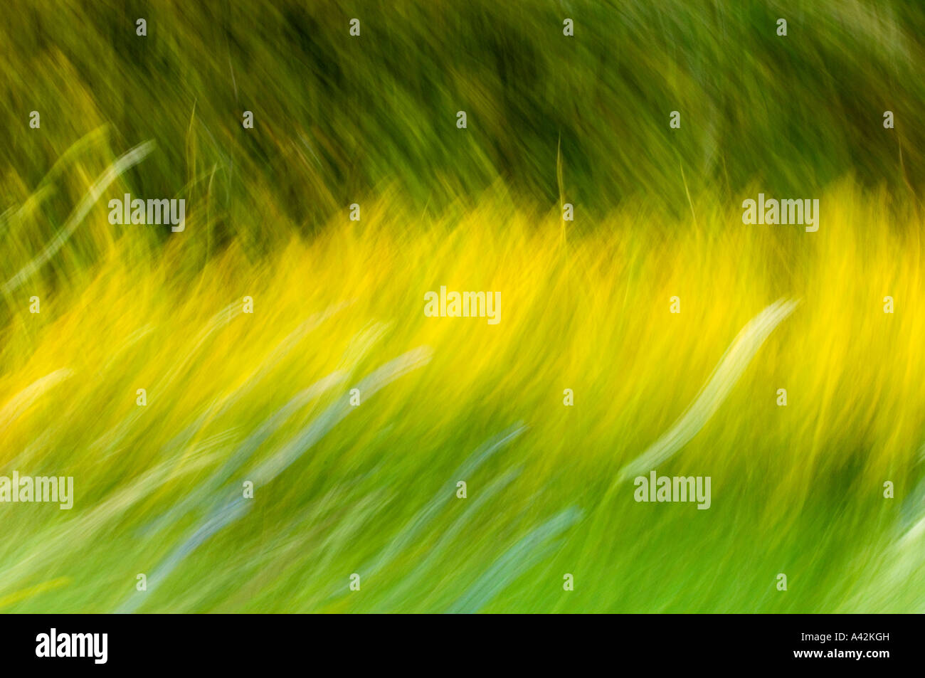 Blurred roadside flowers and trees (camera movement) Manitoulin Island Ontario Stock Photo