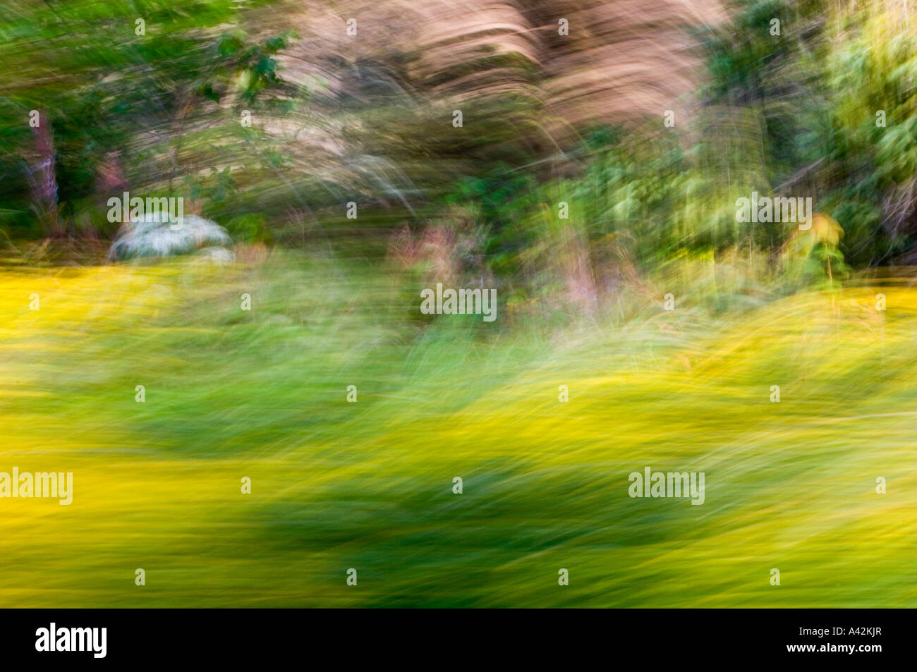 Blurred roadside flowers and trees (Drive by shooting- camera movement) Greater Sudbury, Ontario Stock Photo