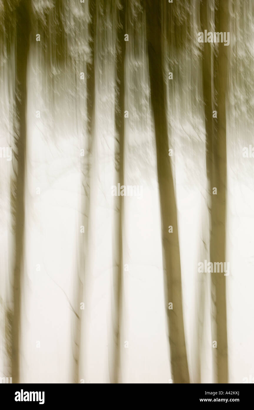 Aspen tree trunk fantasy (Camera movement), Sundre Alberta Stock Photo ...