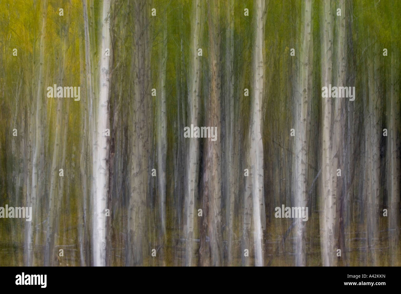 Aspen grove (Camera movement) Bow Valley Parkway, Muleshoe picnic area