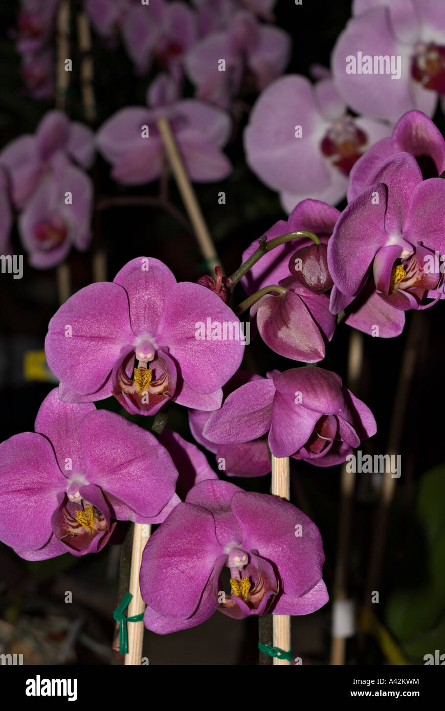 Pink Orchids in Nursery Stock Photo