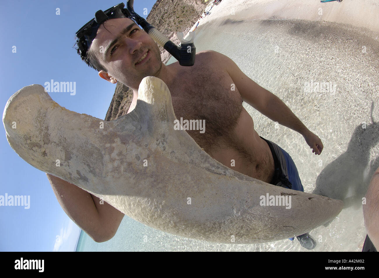 Whale skeleton underwater hi-res stock photography and images - Alamy