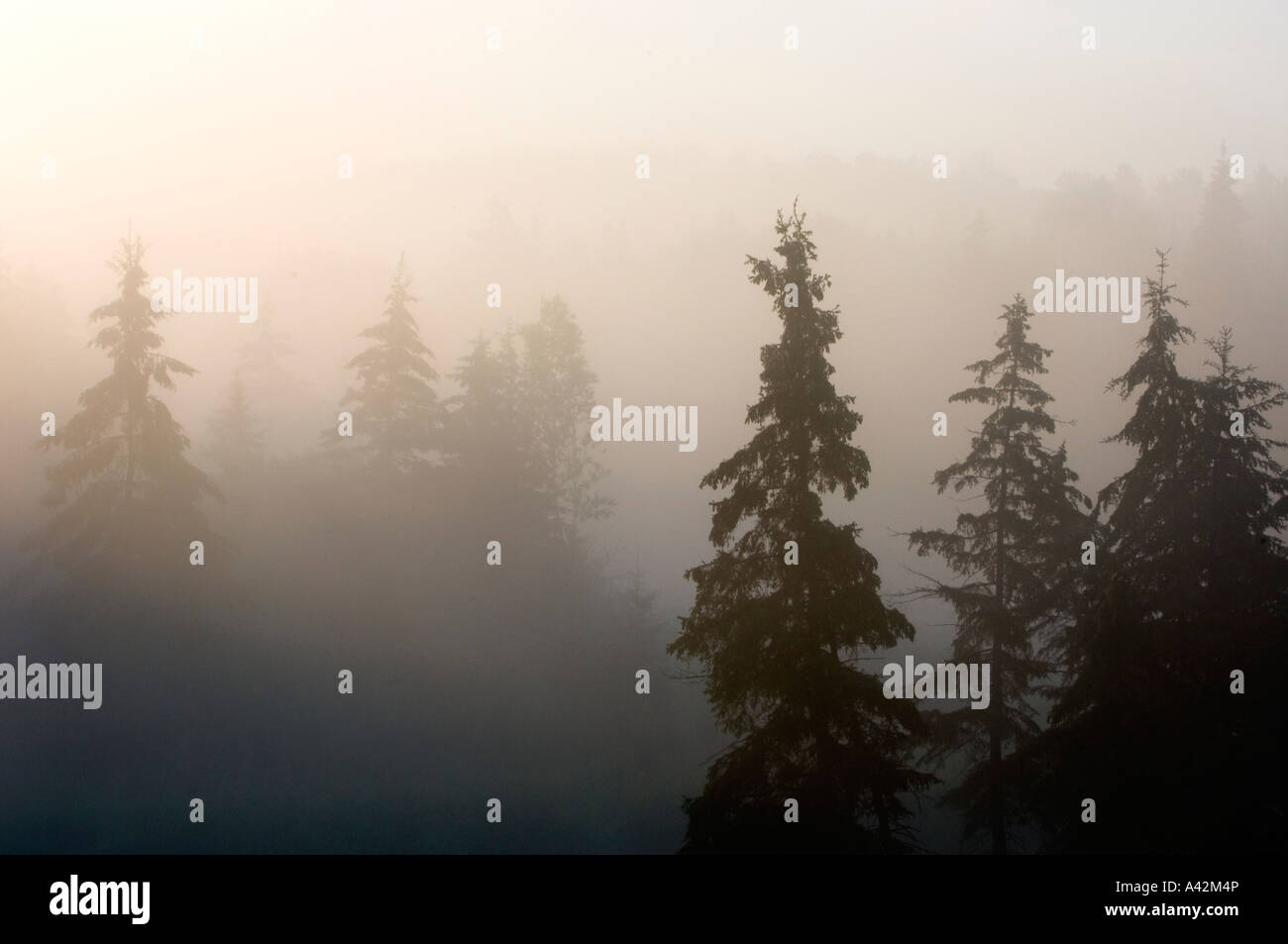 Junction Creek in morning fog with shoreline tree silhouettes, Greater ...