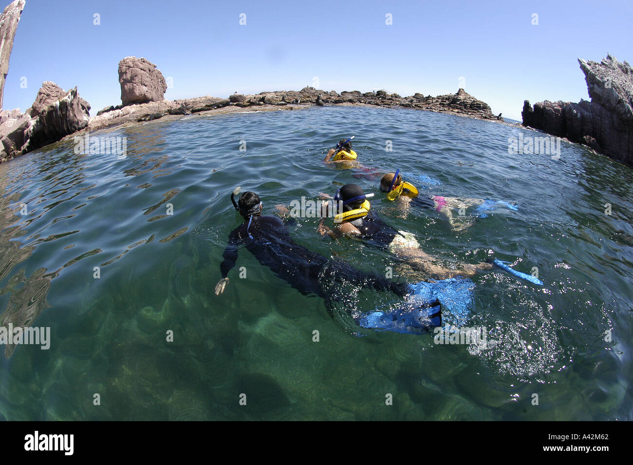 Tourists snorkeling with California sea lion colony Zalophus