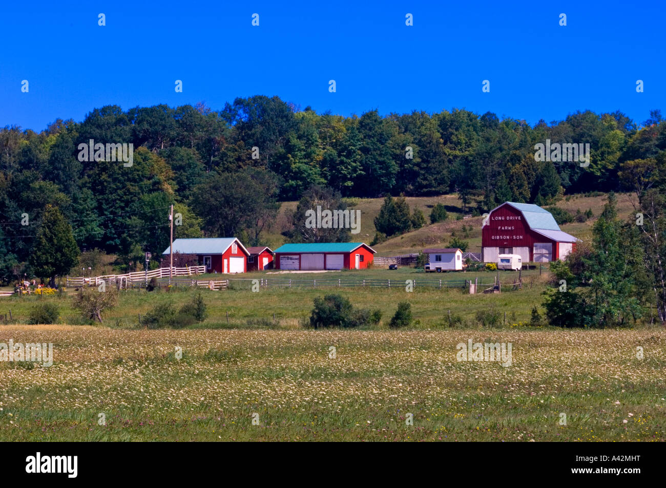 Farm buildings and late summer flowers in pasture, near M'Chigeeng First Nation, Manitoulin Island, Ontario, Canada Stock Photo