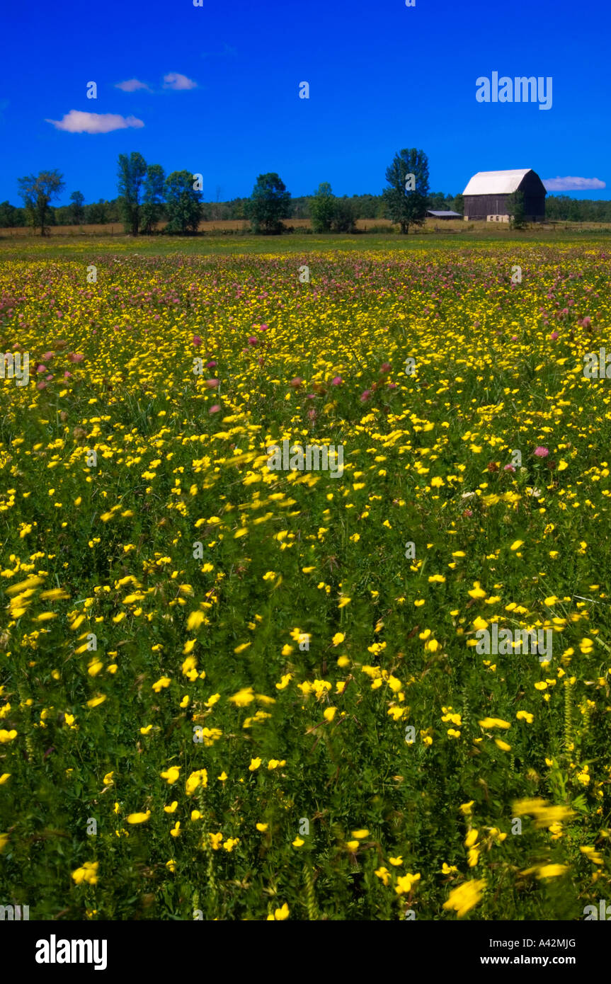 Farm buildings and late summer flowers in pasture, near M'Chigeeng First Nation, Manitoulin Island, Ontario, Canada Stock Photo