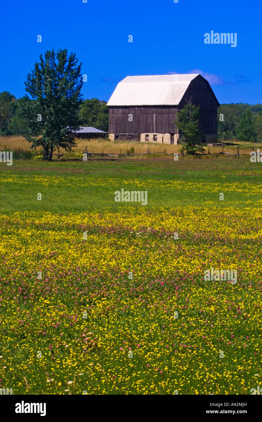 Farm buildings and late summer flowers in pasture, near M'Chigeeng First Nation, Manitoulin Island, Ontario, Canada Stock Photo