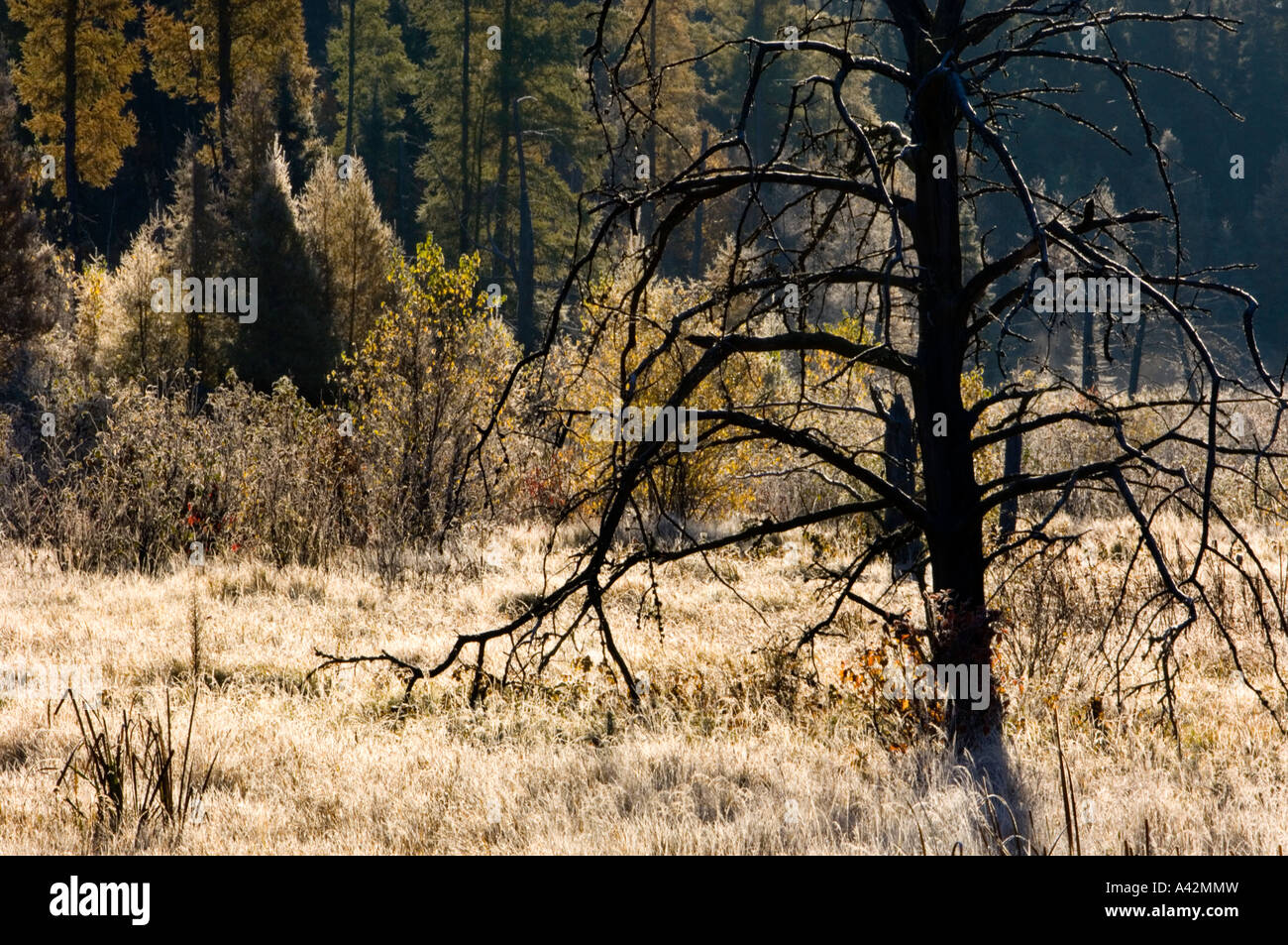Morning frost and snags in wetland, Kenora, Ontario, Canada Stock Photo
