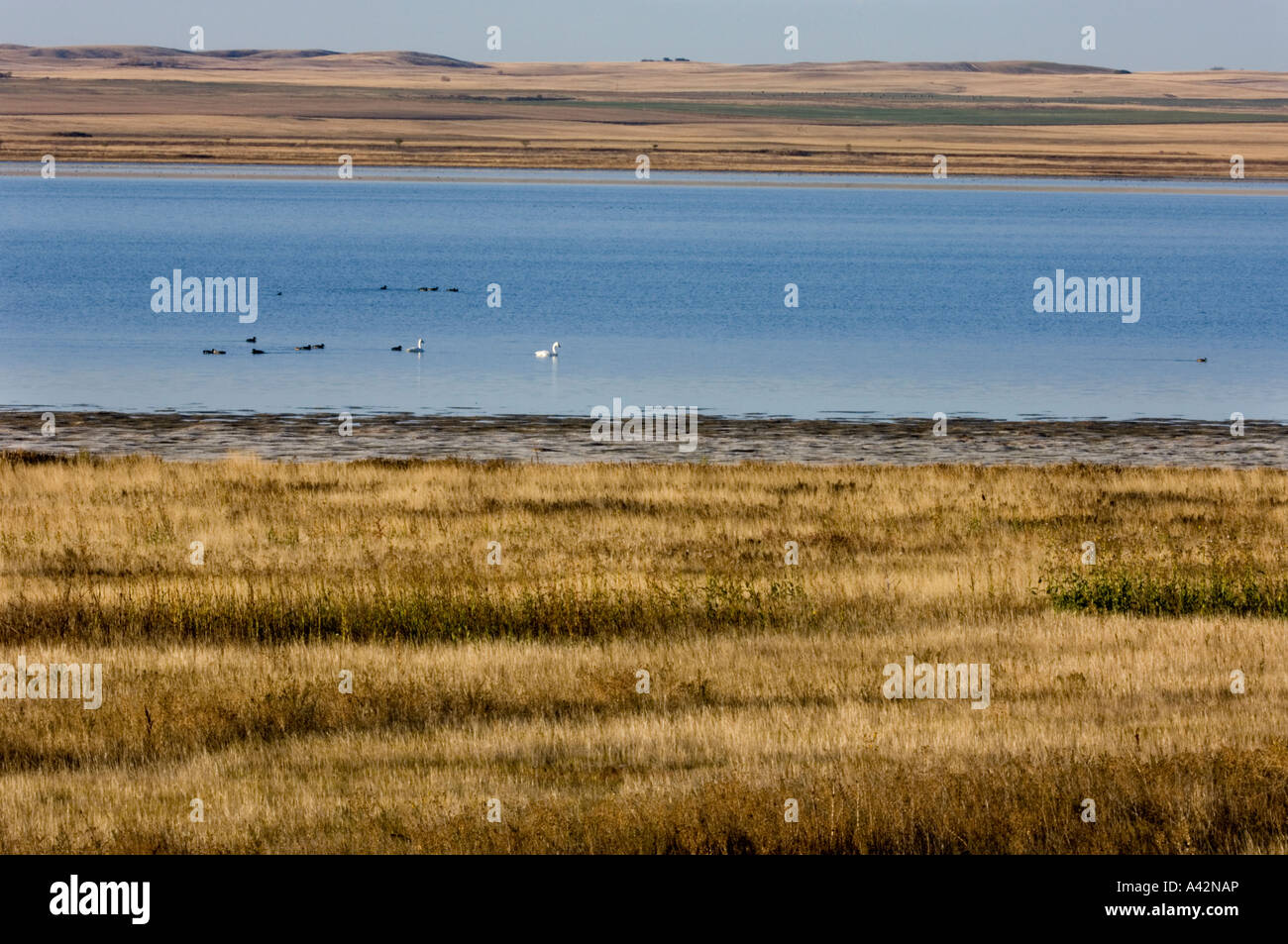 Waterfowl prairies hires stock photography and images Alamy