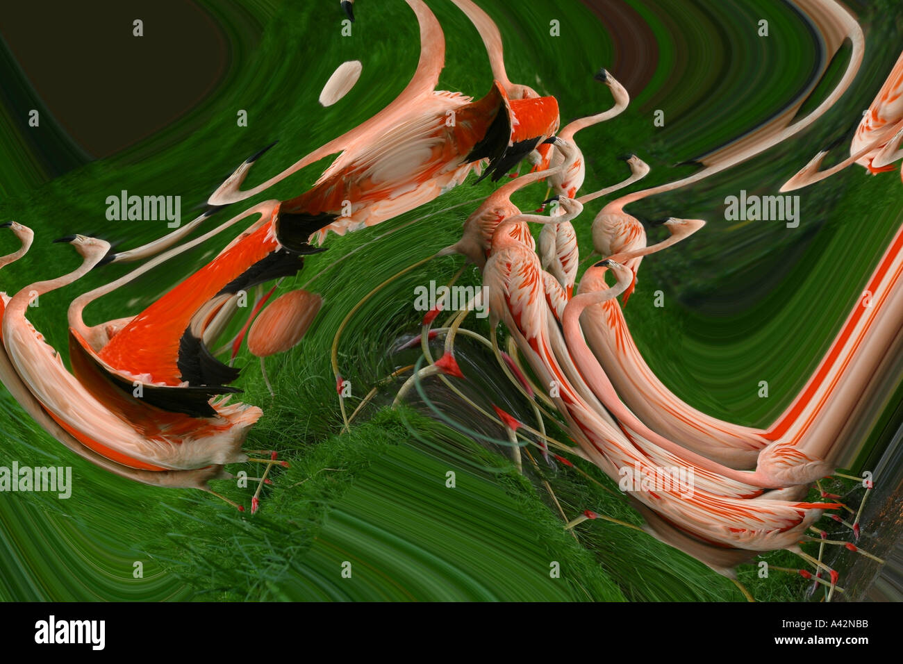 Abstract impressions flamingo Stock Photo