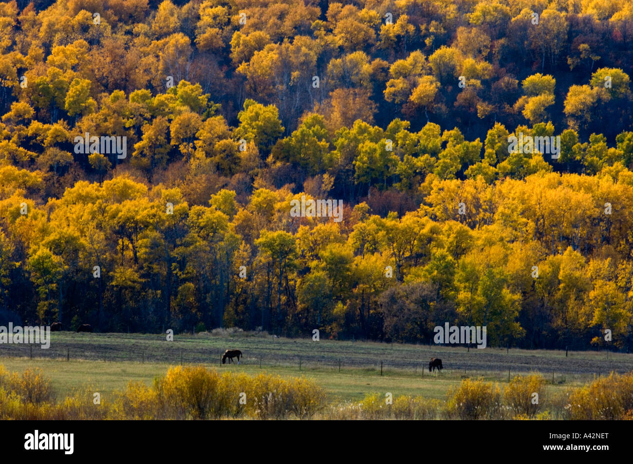 Qu'Appelle Valley agricultural scenic, Qu'Appelle Valley, Saskatchewan ...