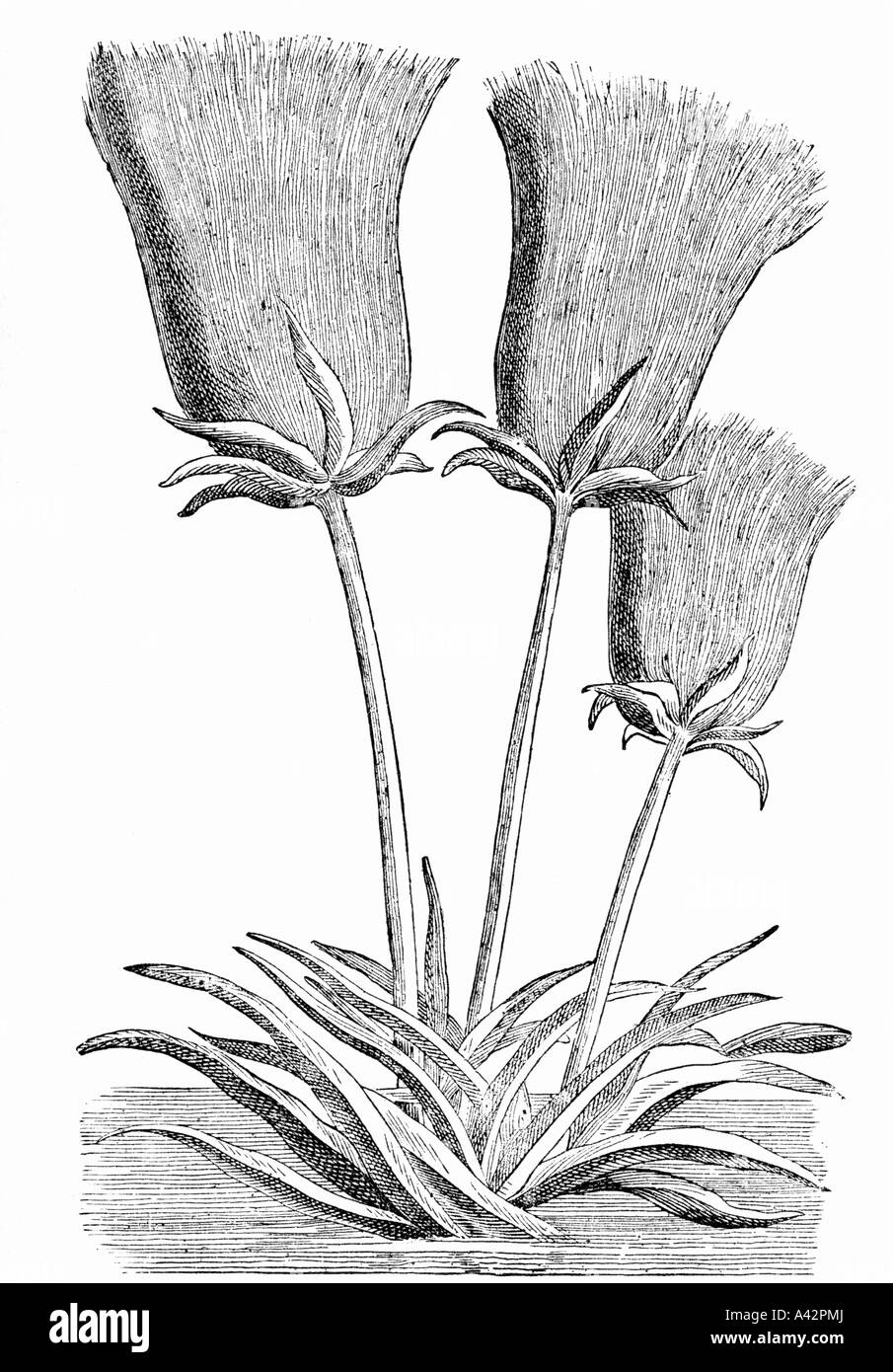 engraving of the papyrus plant Stock Photo