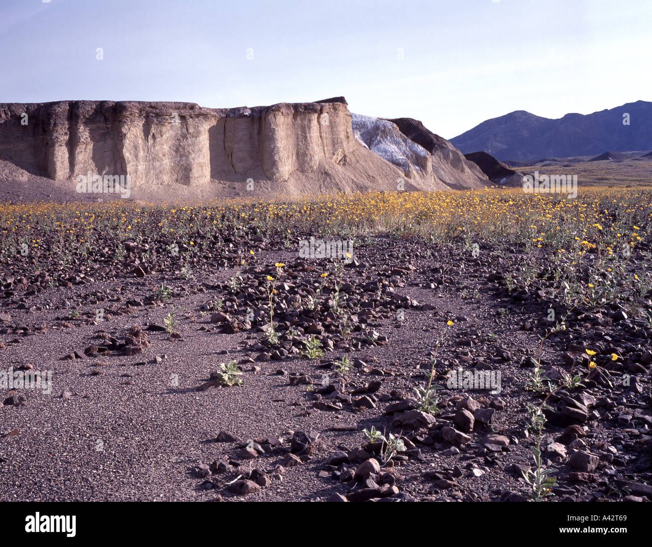 Death valley flowers hi-res stock photography and images - Alamy