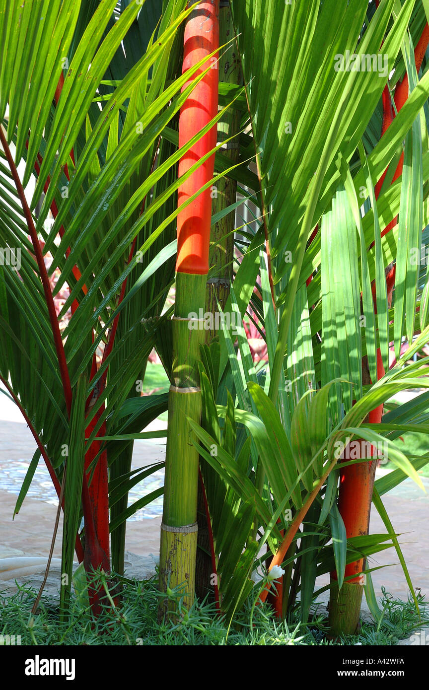 Lipstick palm sealing wax palm Cyrtostachys renda red stem tropical Asian plant Stock Photo