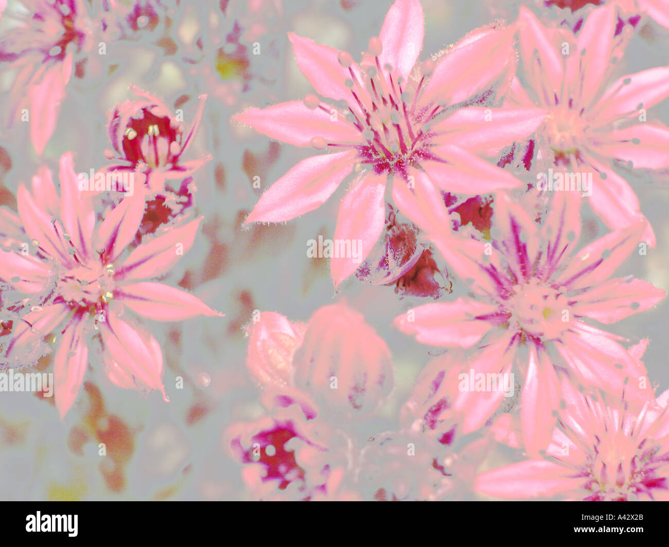 flowers Stock Photo
