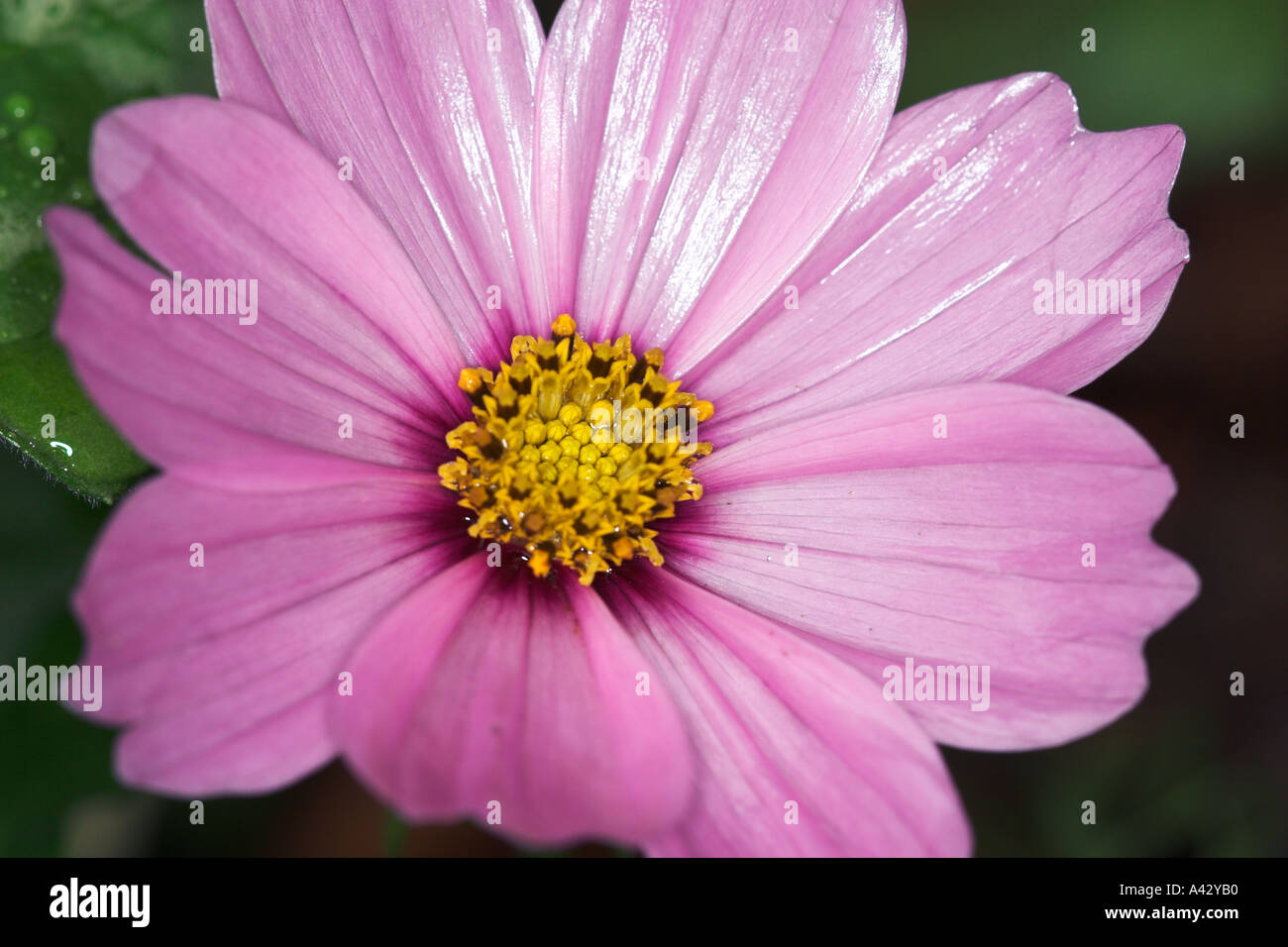 Beautiful pink cosmos bloom hi-res stock photography and images - Alamy