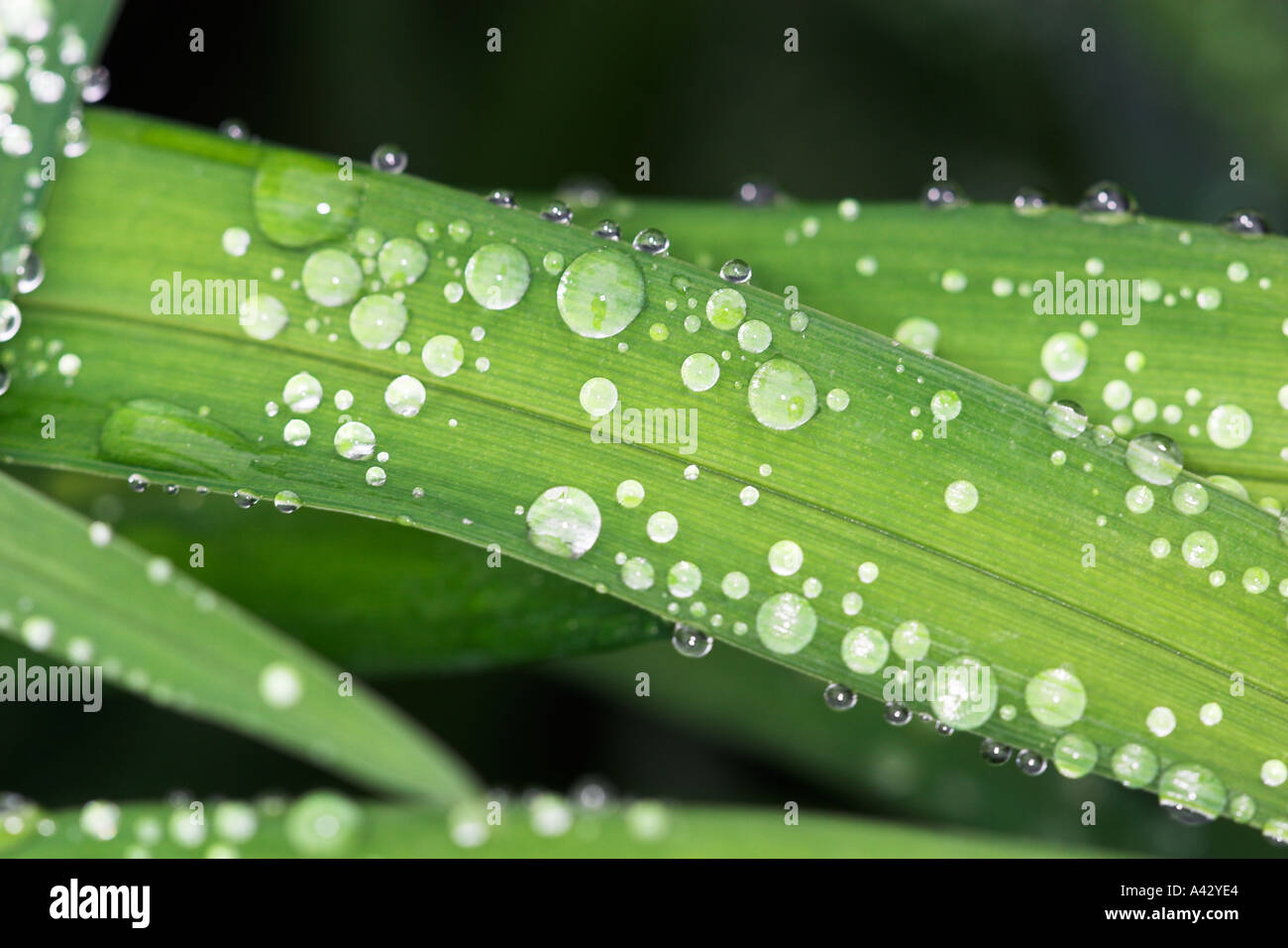 Wet green grass raindrops hi-res stock photography and images - Alamy