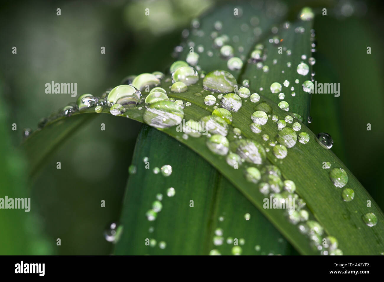 Green grass raindrops closeup hi-res stock photography and images - Alamy