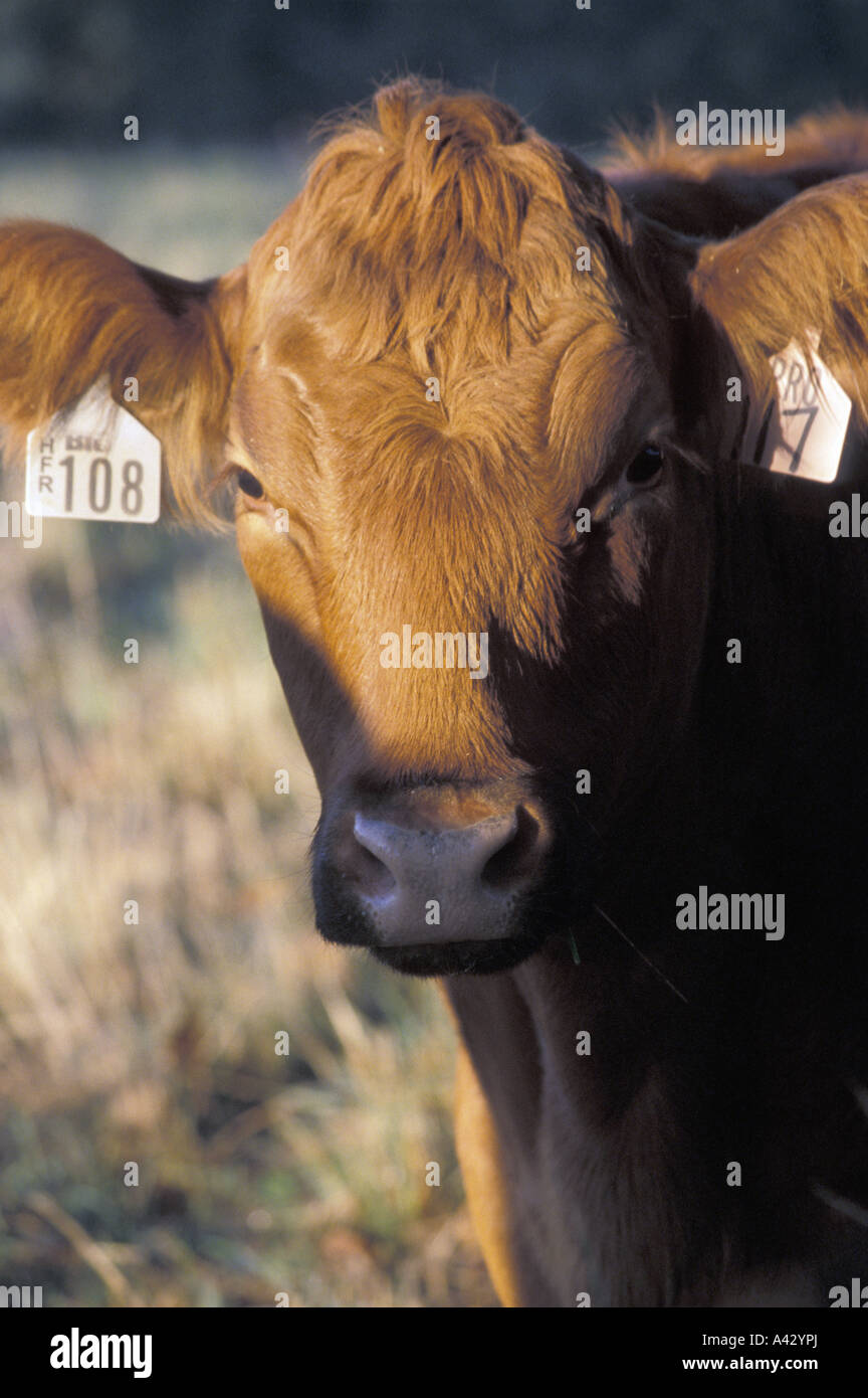beef-cattle-with-tagged-ears-stock-photo-alamy