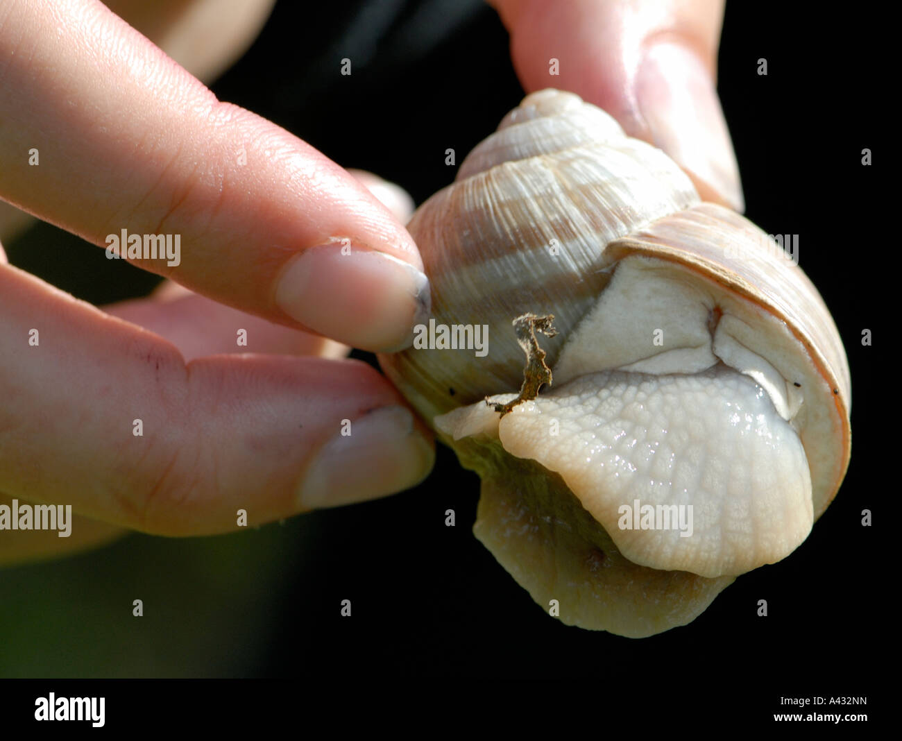 Edible Roman snail Helix pomatia Sheepleas West Horsley Surrey England UK 27 August 2006 Stock