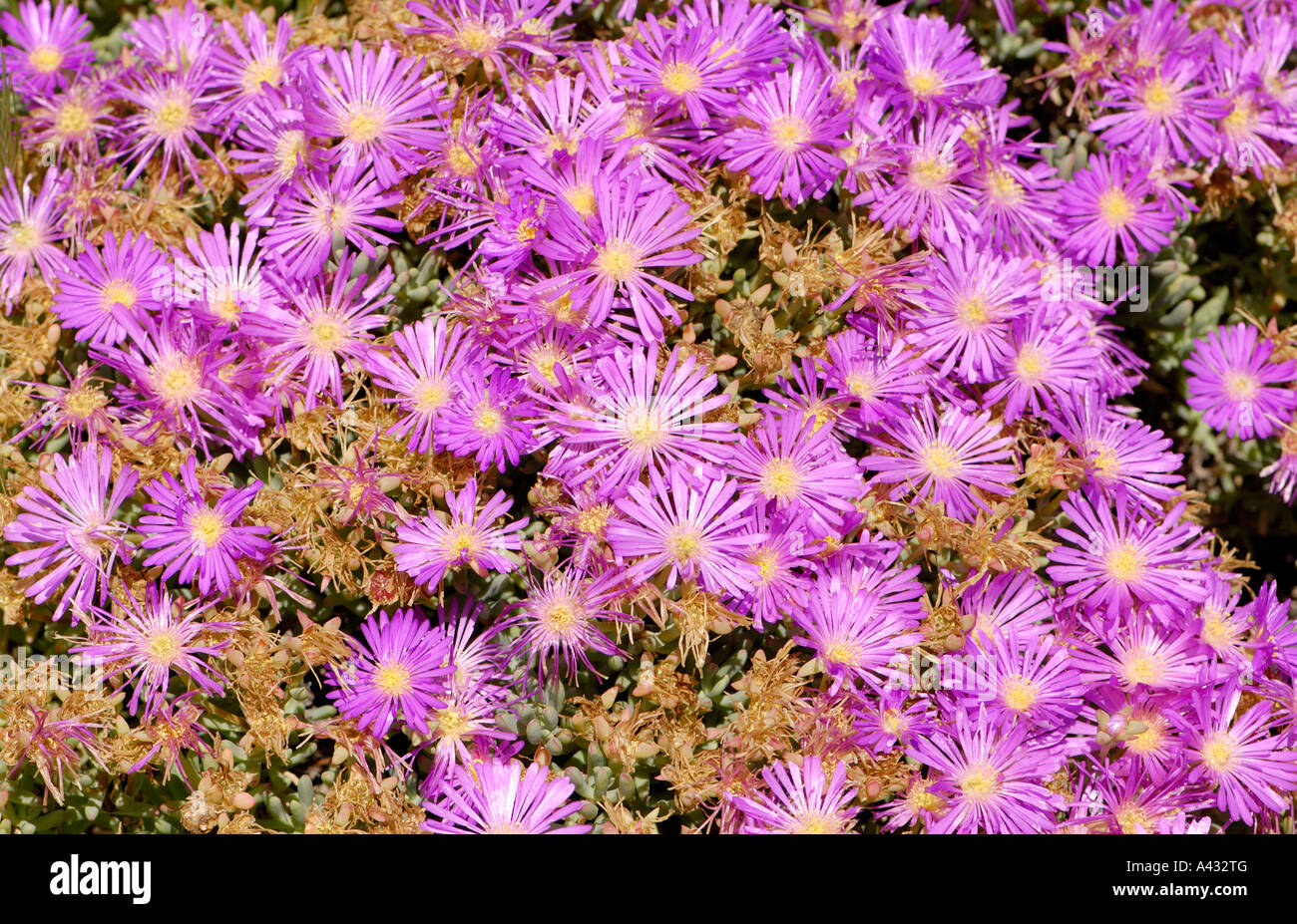 Brightly coloured flowers by the edge of the sea in the Yzerfontein Urban Conservancy area Stock Photo