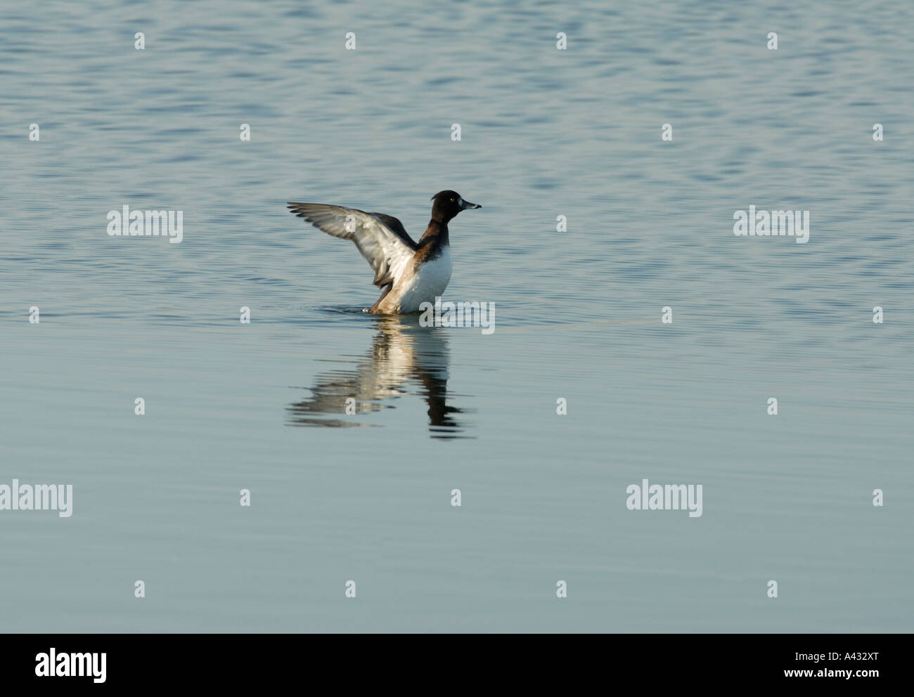 A female Tufted Duck Aythya fuligula stretches its wings Stock Photo