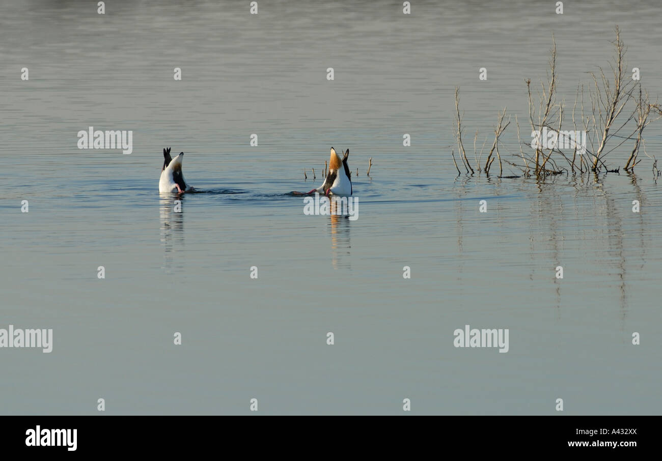 Bottoms up A pair of Shelduck Tadorna tadorna feeding on the bottom of a shallow lake with their tails in the air Stock Photo