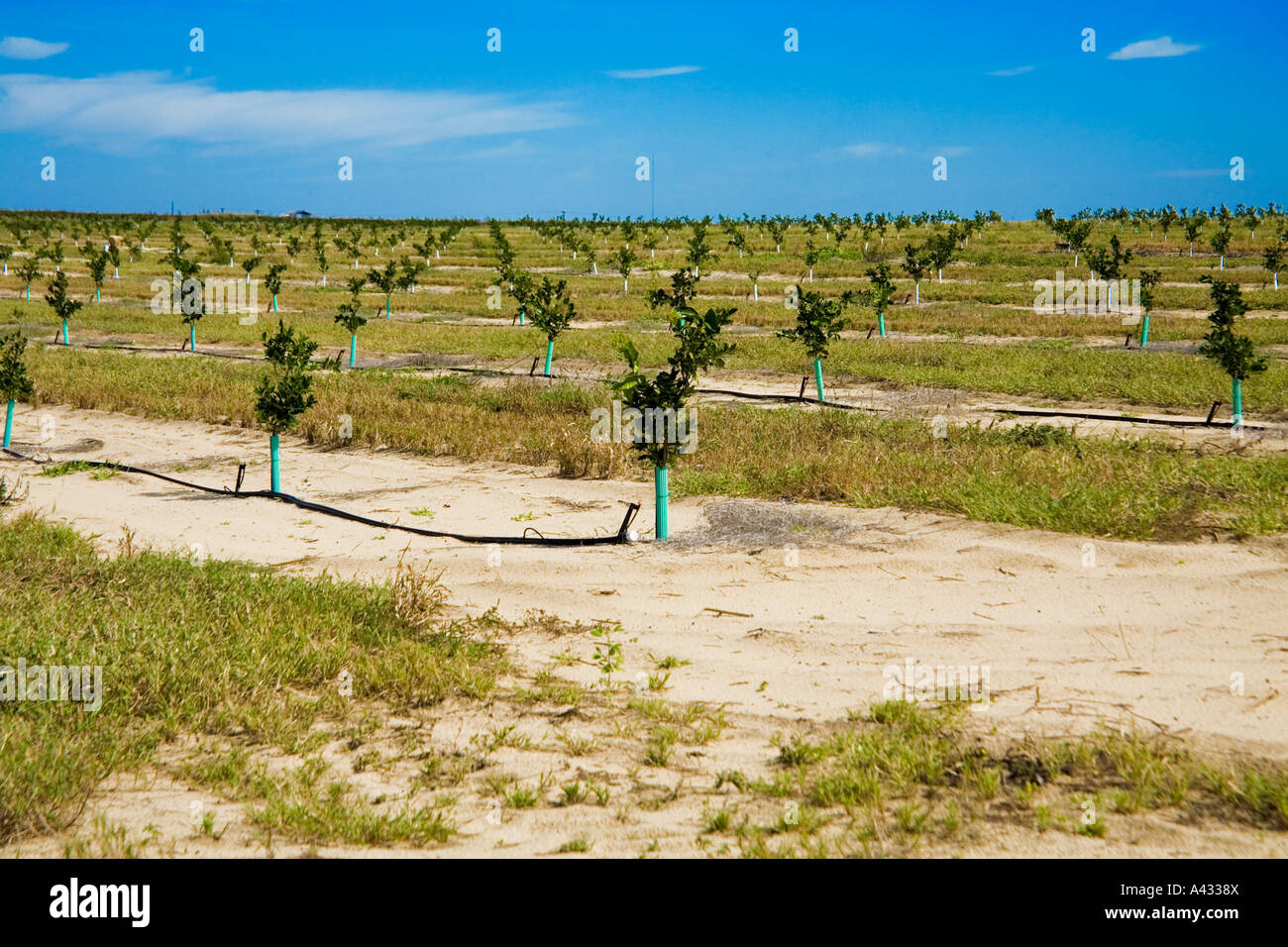 Young orange trees with trunks wrapped for protection and with under