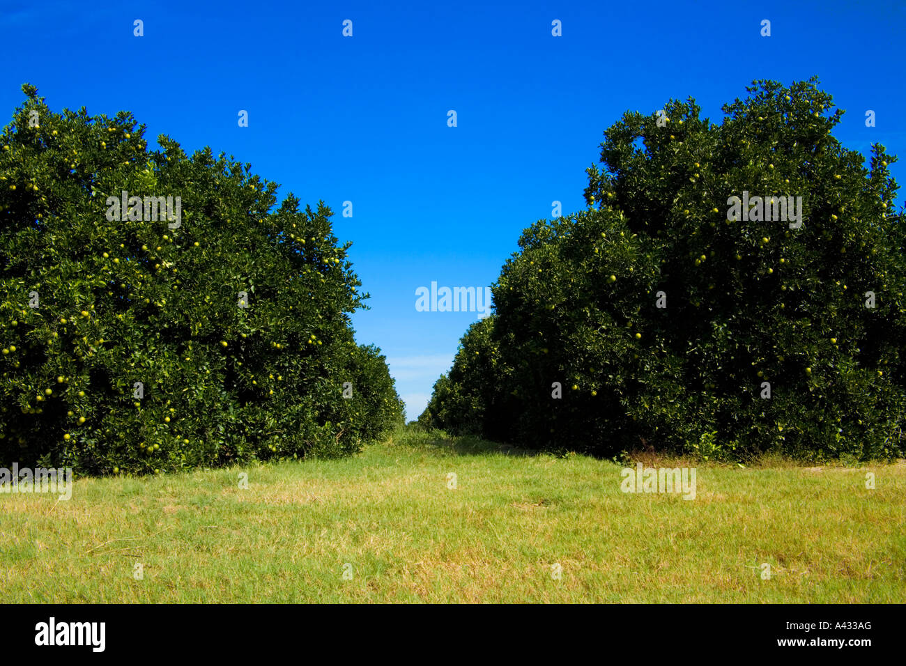 Orange Groves, Polk County, Florida, USA. Stock Photo