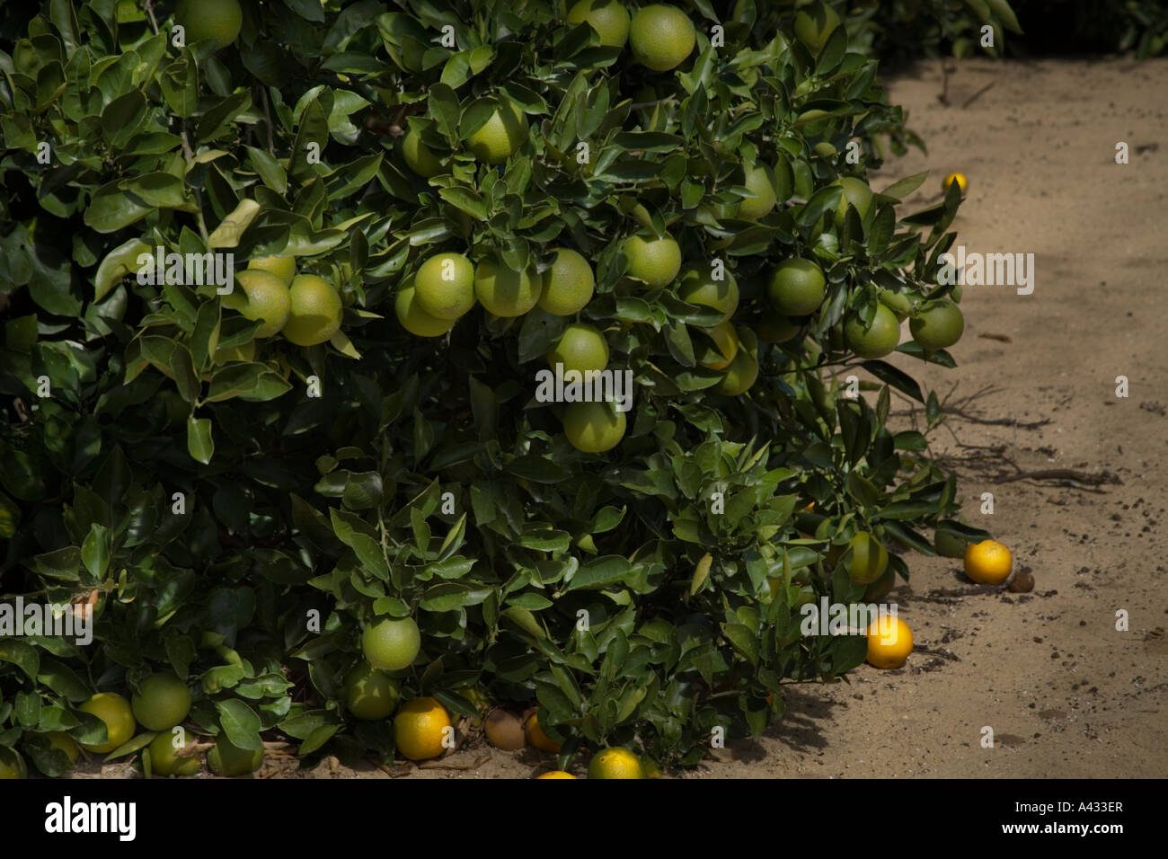Ripening oranges at an orange grove, Polk County, Florida, USA Stock