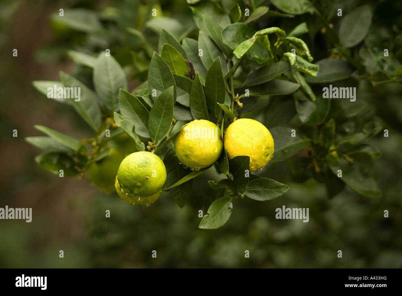 Ripe yellow  keylimes Citrus aurantifolia Swingle or Limonia aurantifolia Stock Photo
