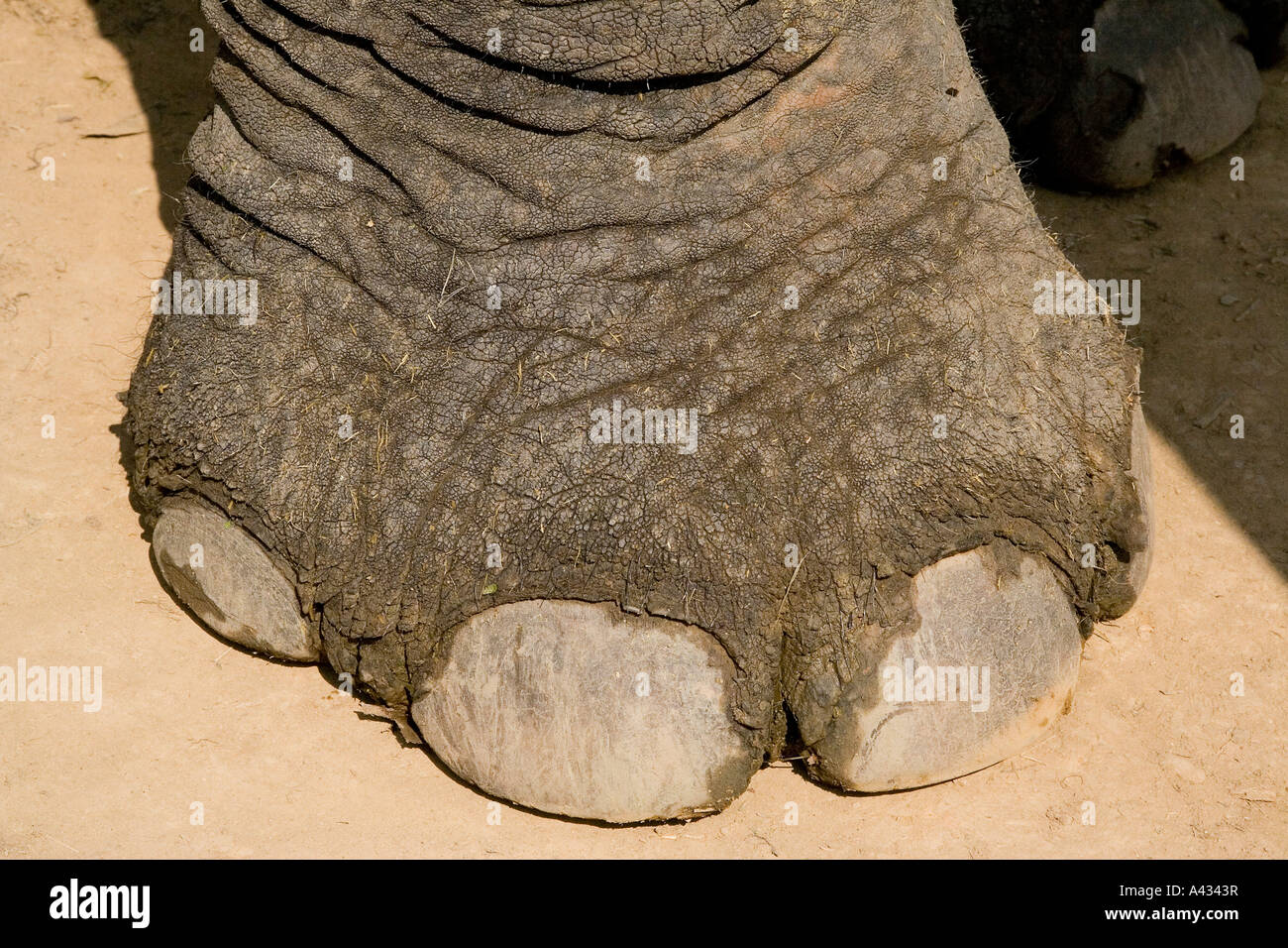 Elephant foot hi-res stock photography and images - Alamy