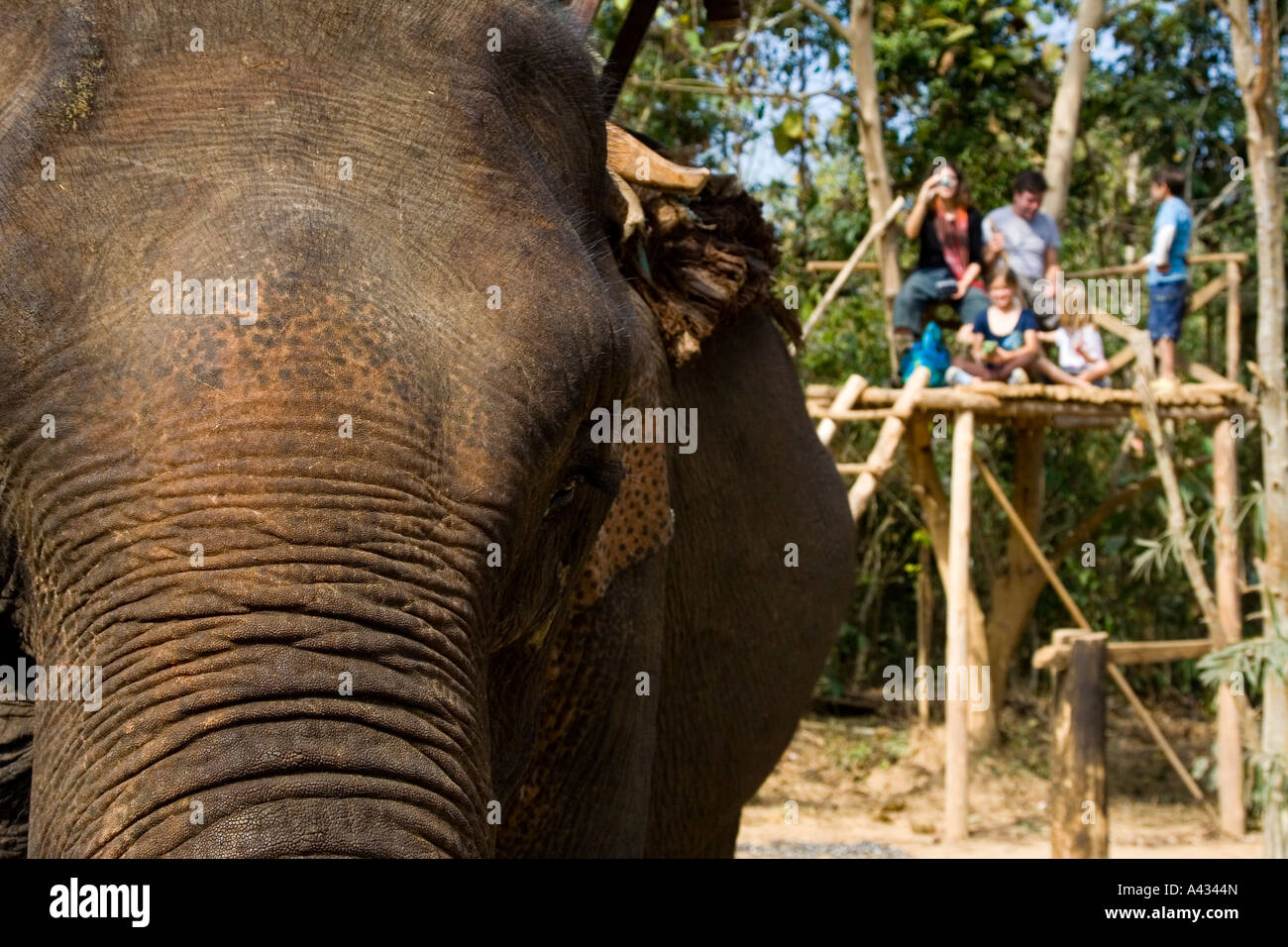Elephant and Tourists Waiting to Ride Luang Prabang Laos Stock Photo