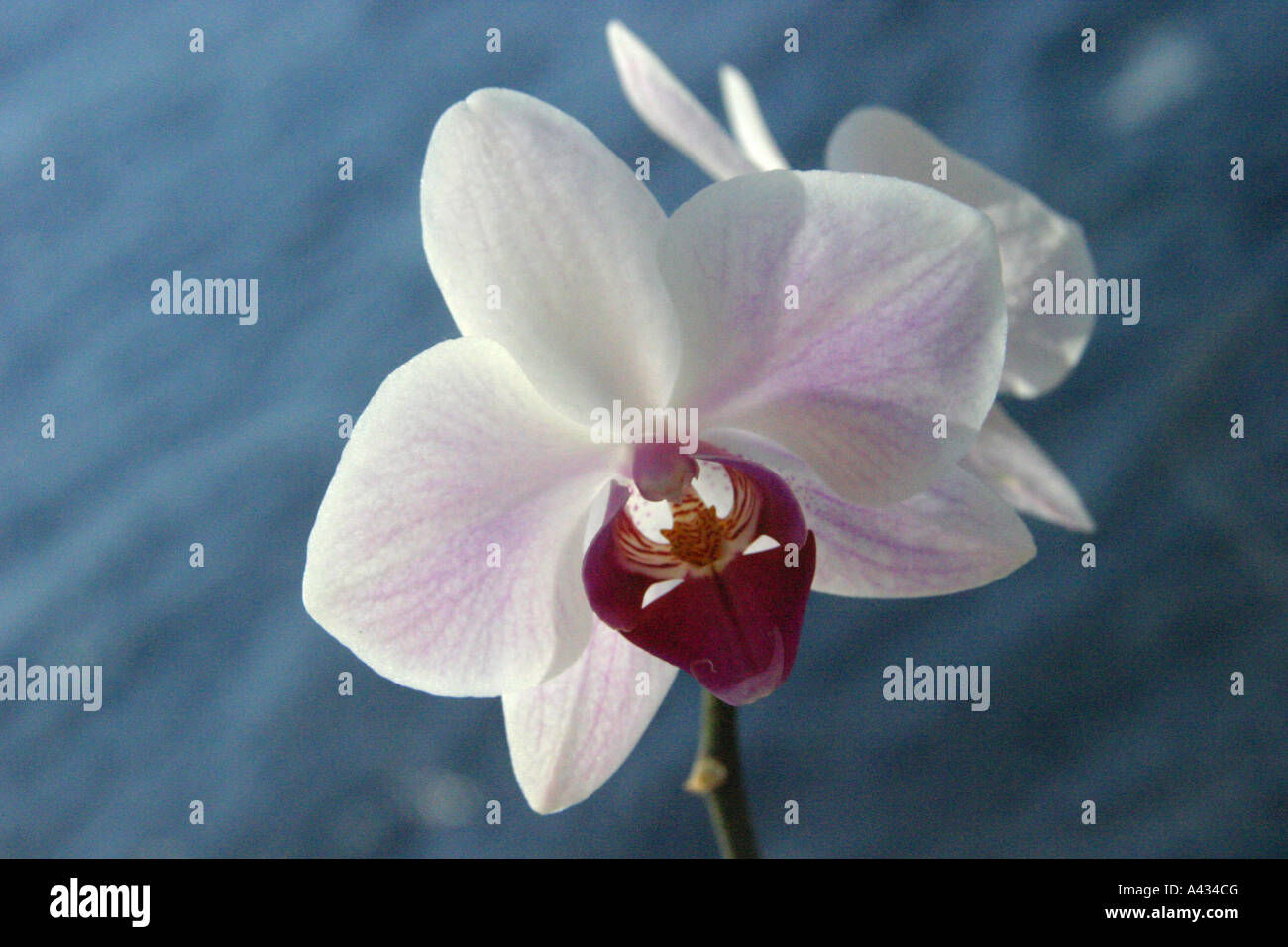 An orchid against a dark blue background Stock Photo
