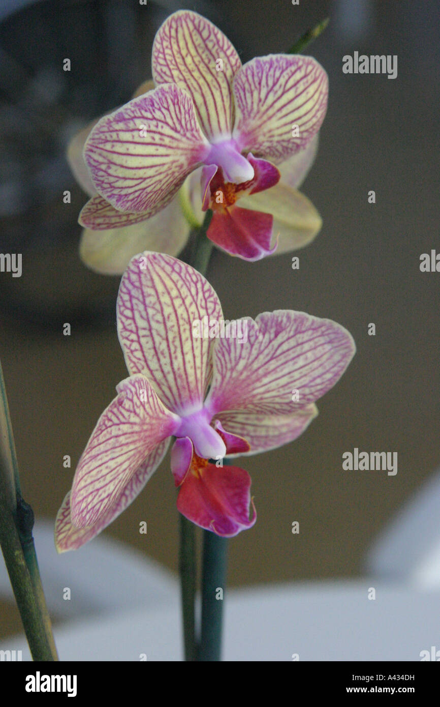 Orchids close-up. Stock Photo