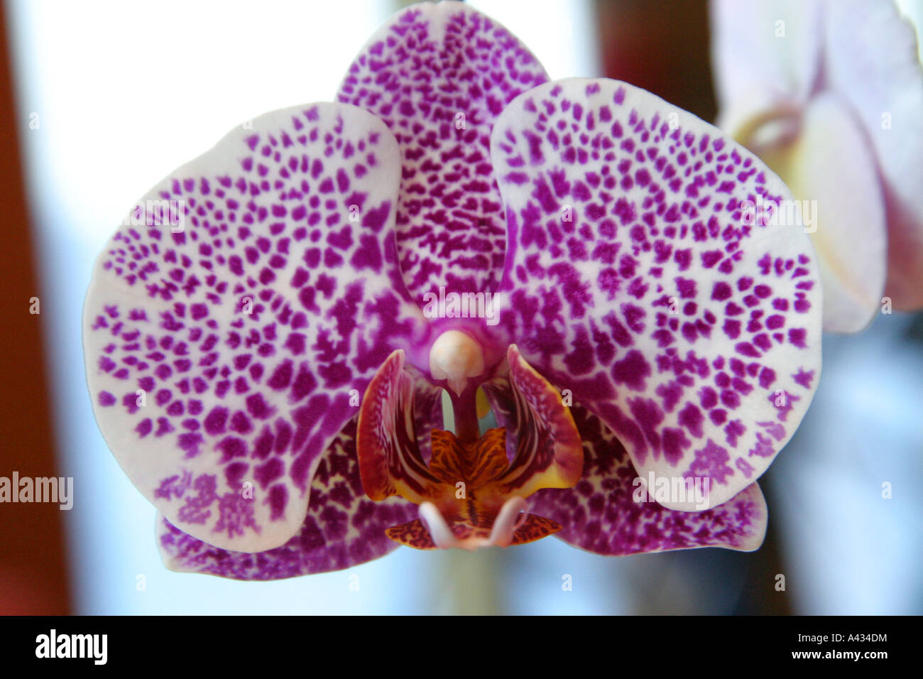 A single orchid closeup Stock Photo Alamy
