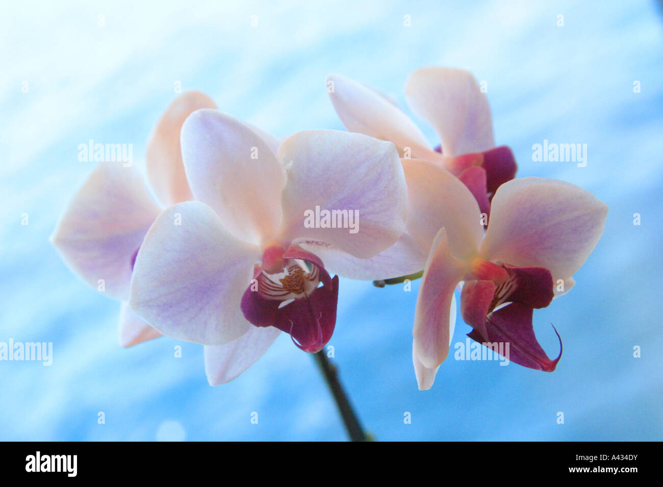 Orchids delicate symmetry hi-res stock photography and images - Alamy