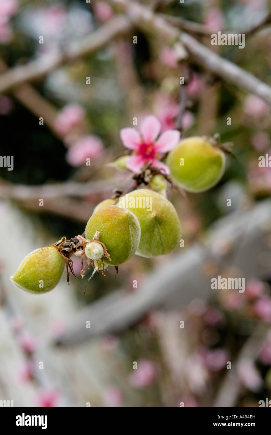 New peaches growing on tree in Florida Stock Photo Alamy
