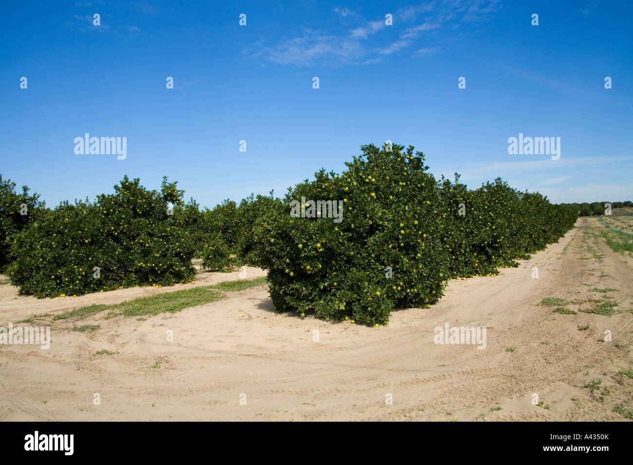 Florida orange groves. Stock Photo