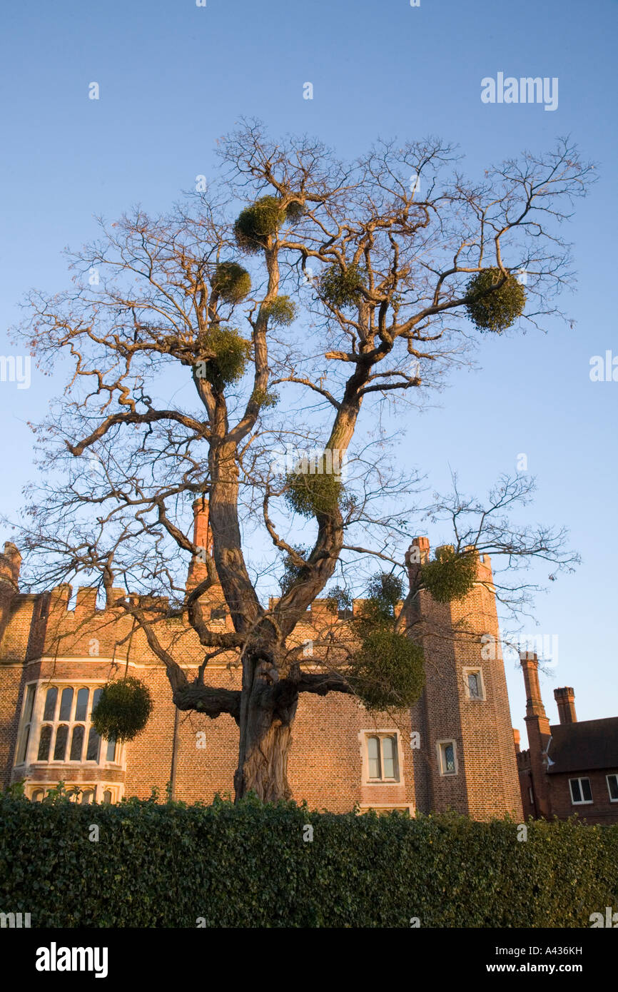 Mistletoe growing at Hampton Court Palace UK Stock Photo