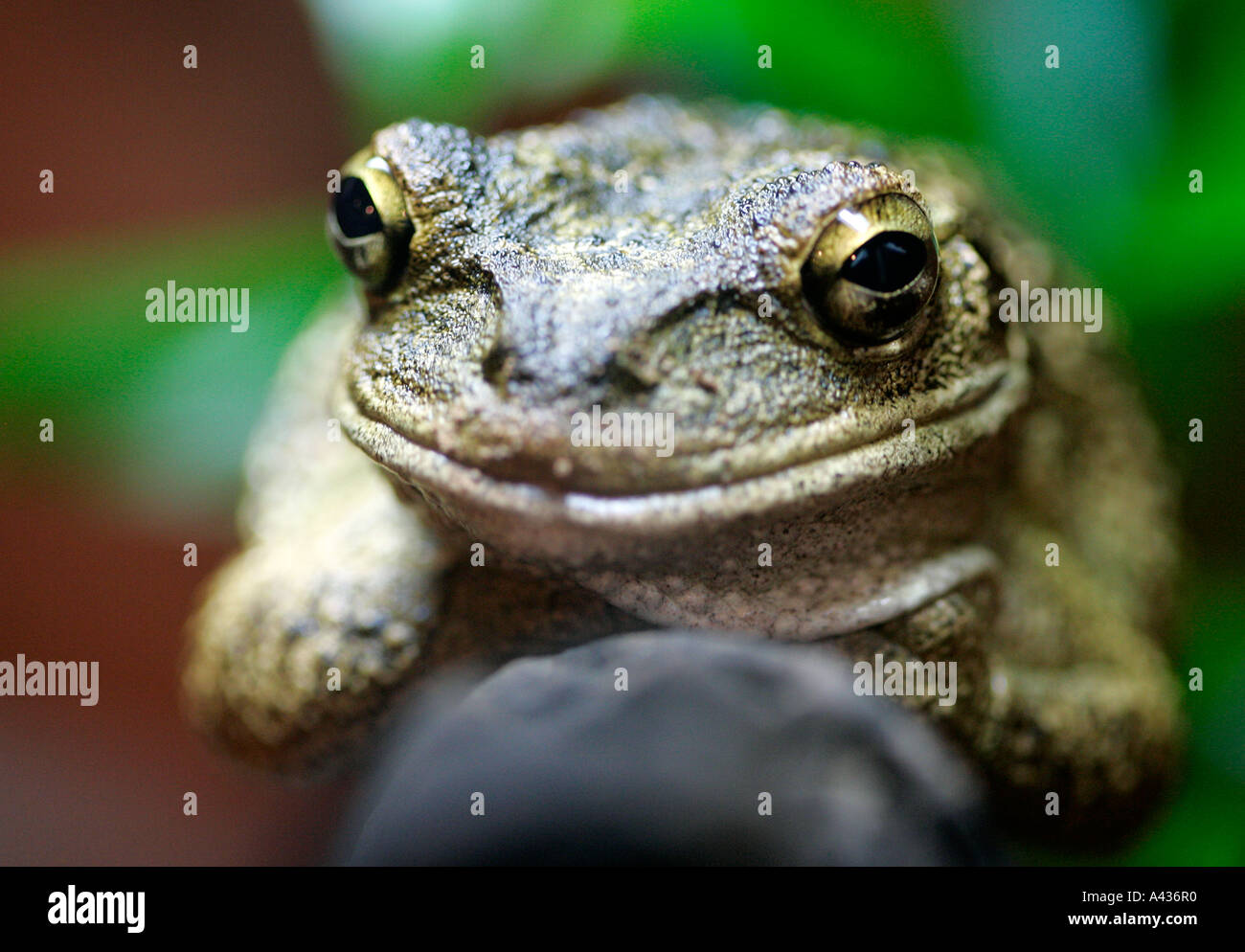 frog ornate horned aquarium glass plant amphibious tropical green hop wart jumping hopping slime slimy long legs feet brown Stock Photo