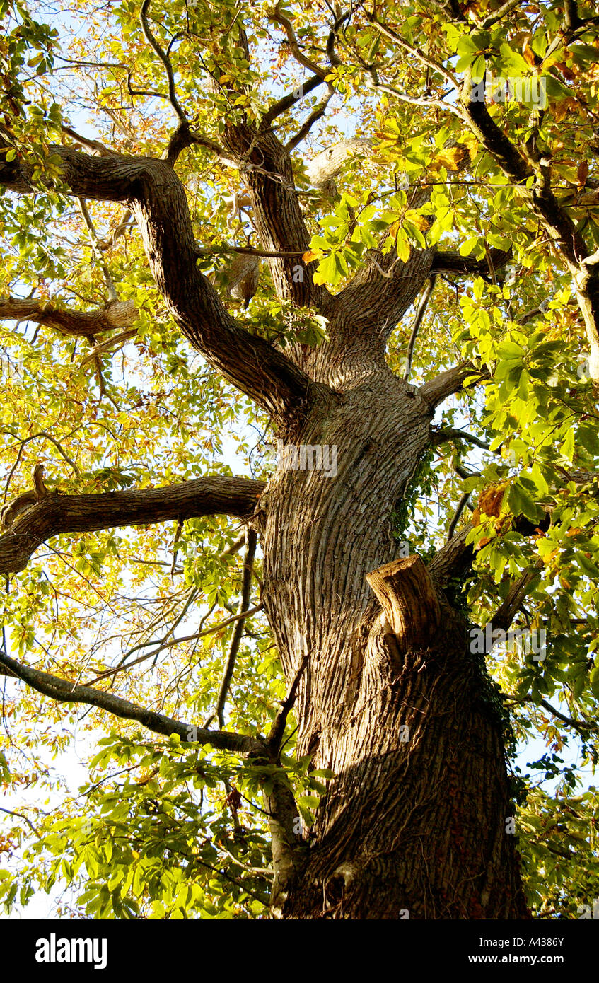 Towering chestnut tree hi-res stock photography and images - Alamy