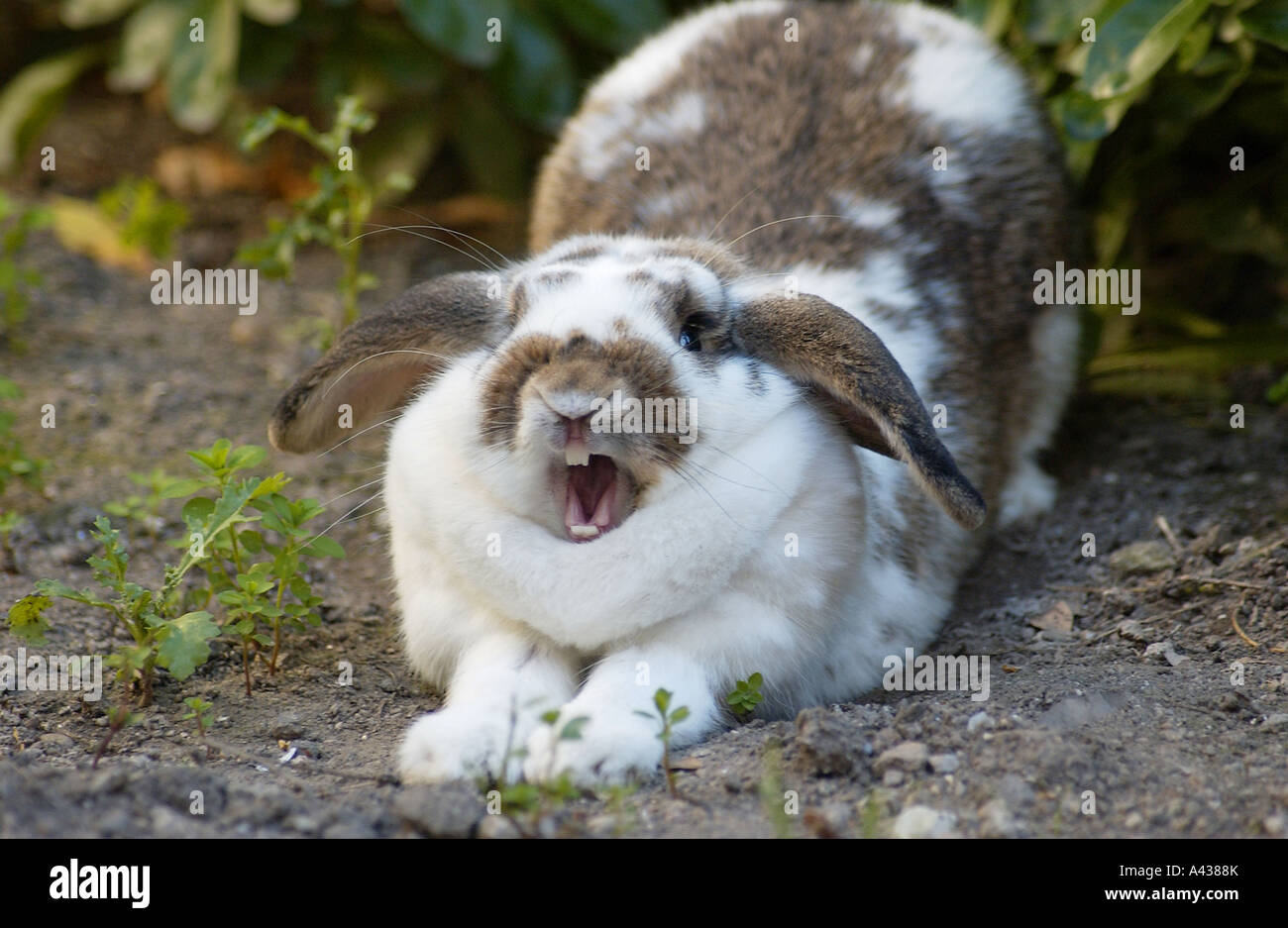 Funny animals rabbit yawning Stock Photo - Alamy
