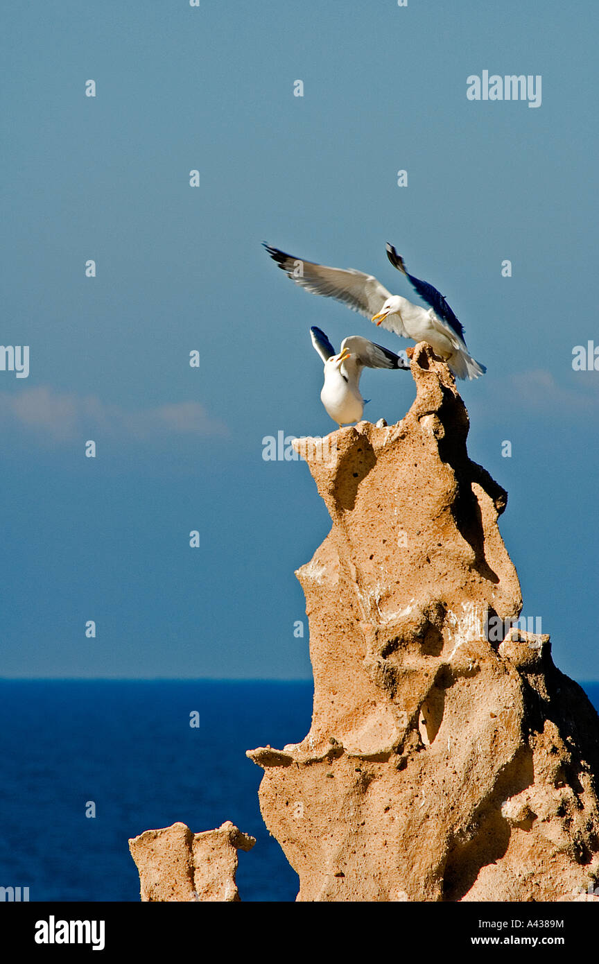 Gulls courting on Siren Rocks, Orak Island, Foca Turkey. Stock Photo