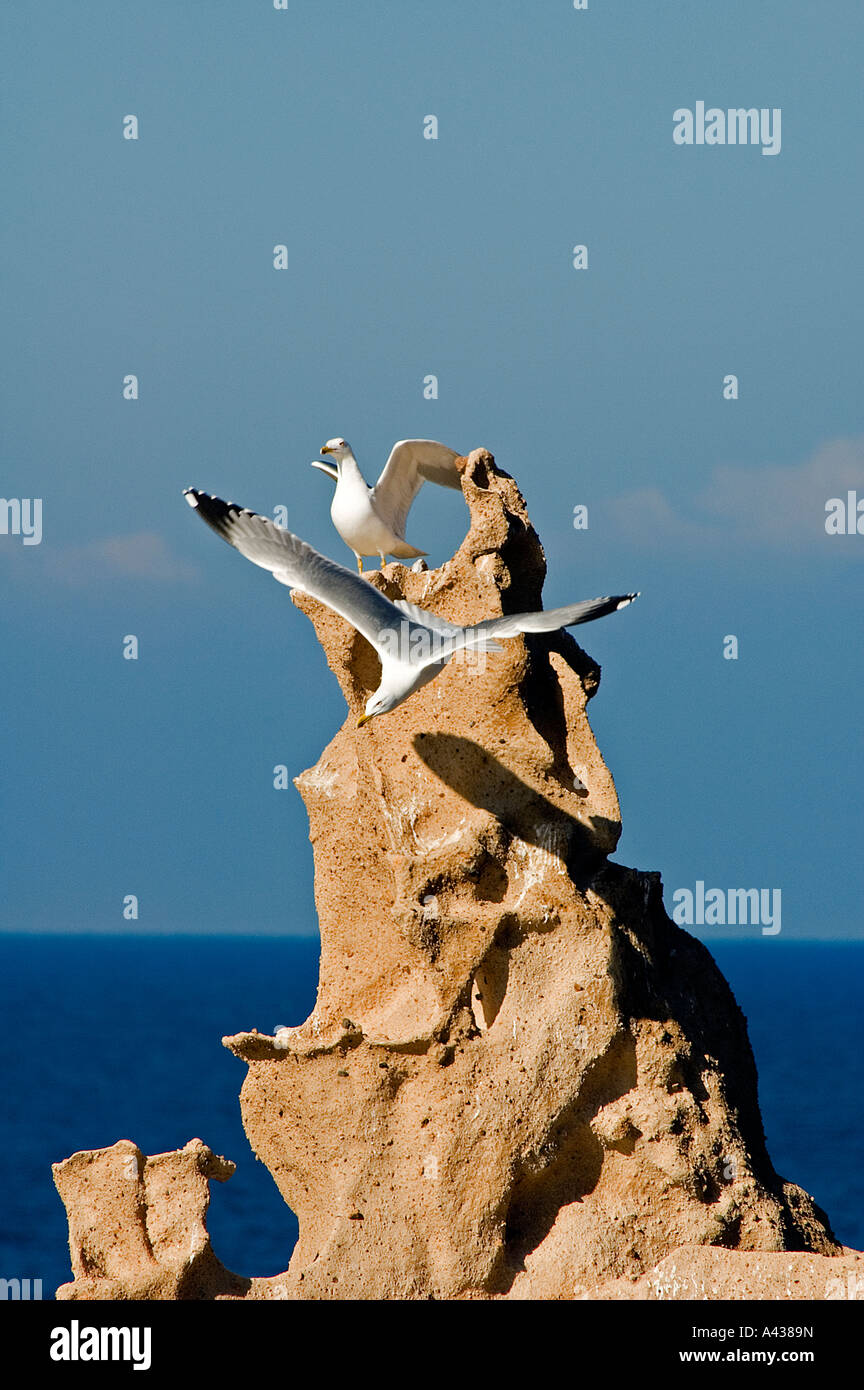 Gulls courting on Siren Rocks, Orak Island, Foca Turkey. Stock Photo