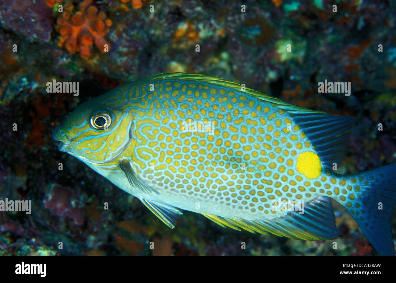 Golden rabitfish, Siganus guttatus, Similan Islands, Thailand. Stock Photo