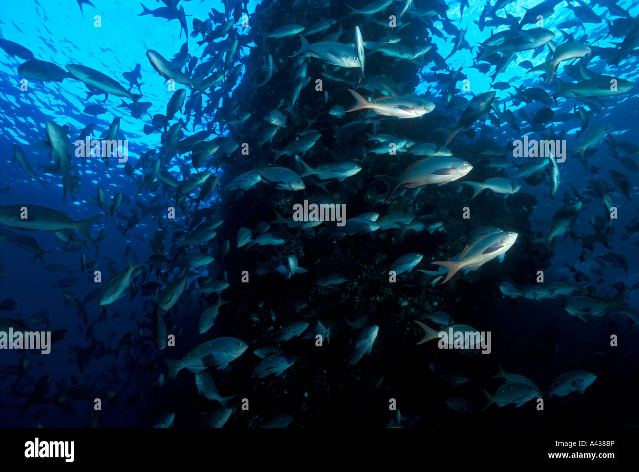 Crowded school of creolefish, Paranthias colonus, Isabela Island, Galapagos Ecuador. Stock Photo
