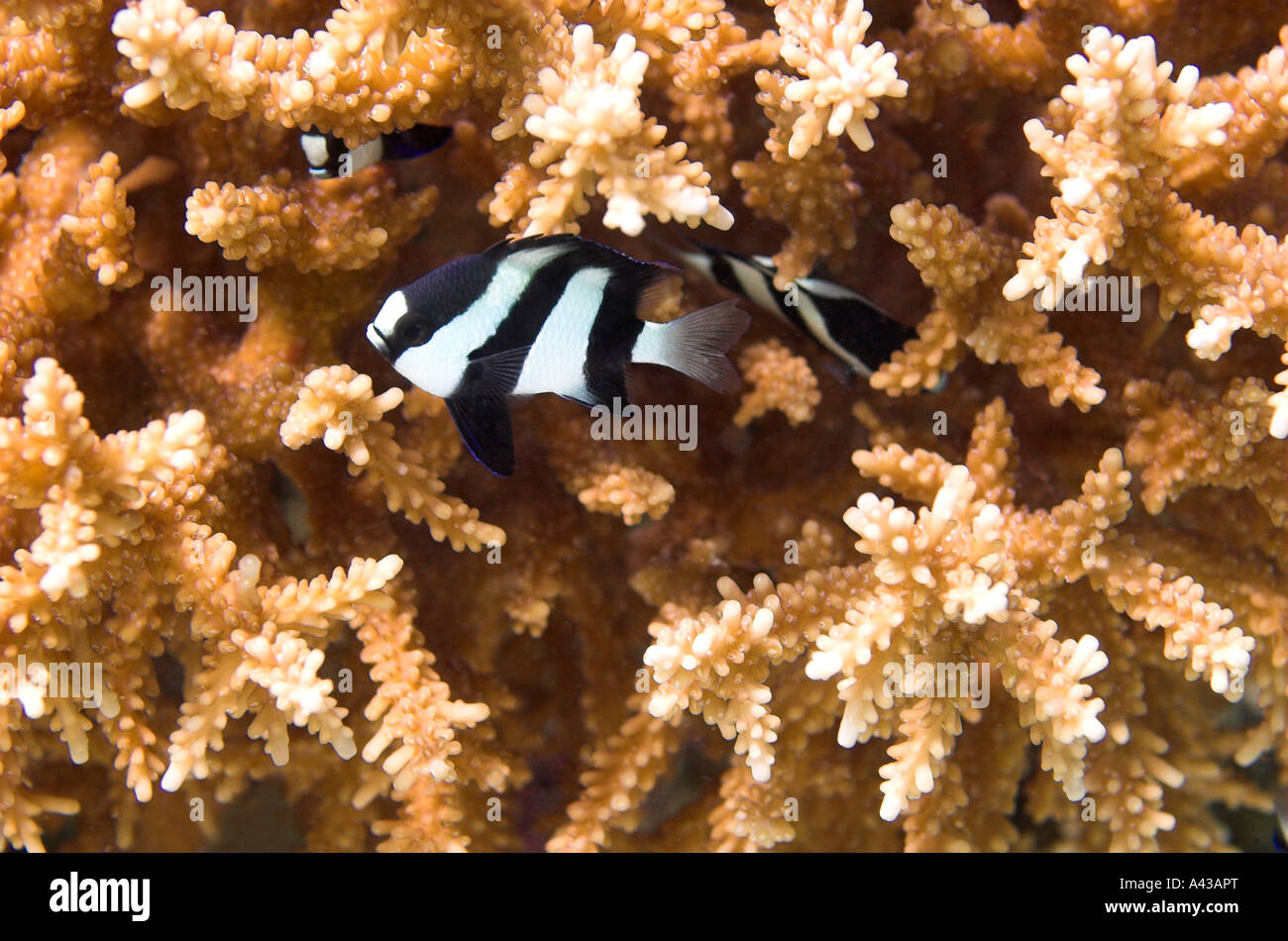 Humbug Damselfish hide in the coral reef. Stock Photo